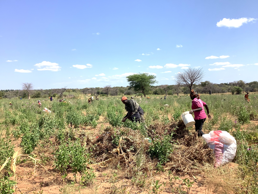 IMARIKA project in Iringa (October 2024 Down to Earth)