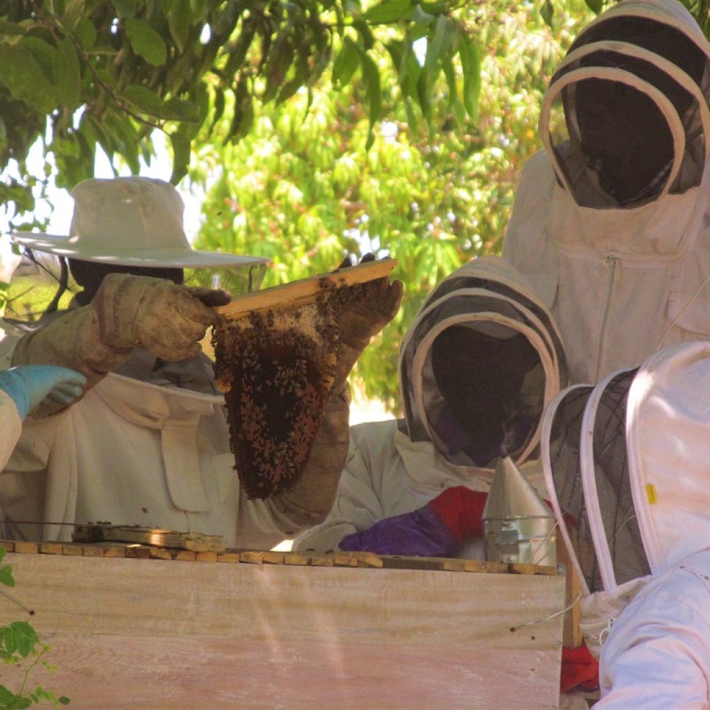 Tanzania bee inspecting hive (3)